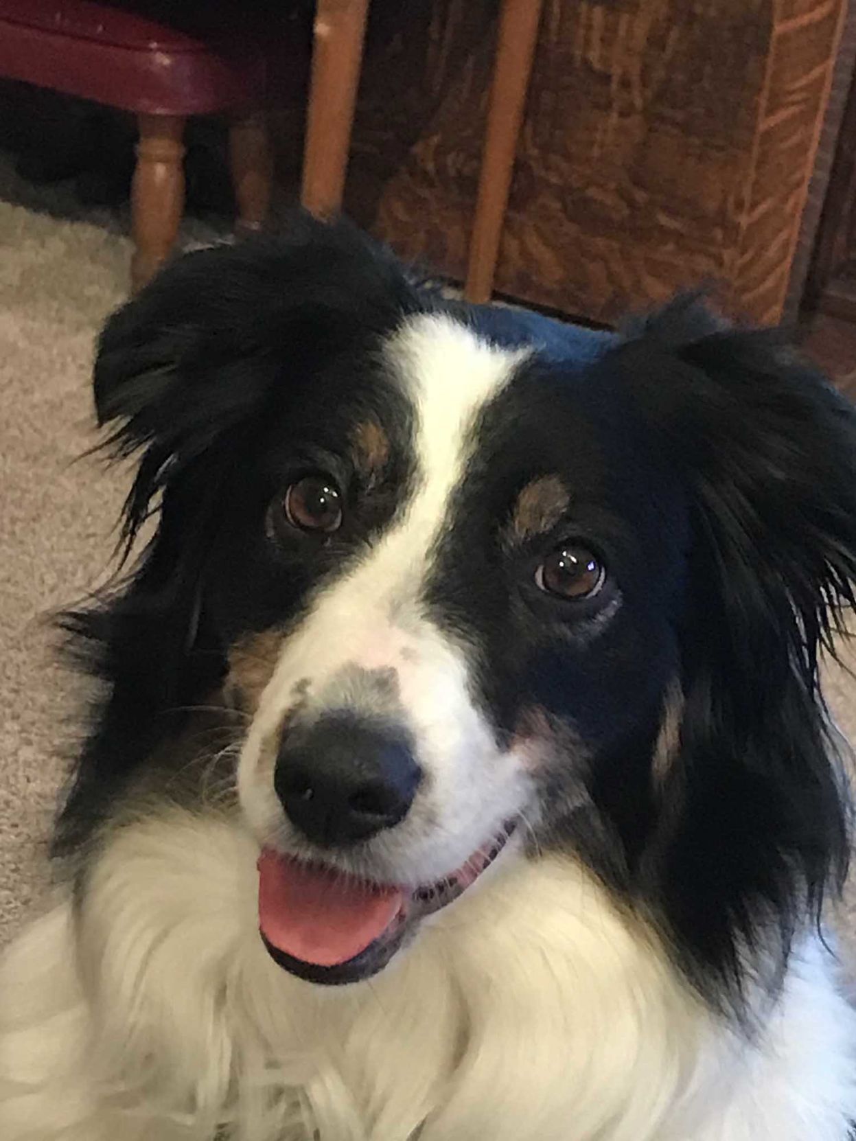 Pic of the Litter: Rylee